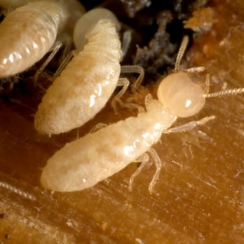 Southern California Exterminators - Drywood Termite Larve - Pest Control Near Me - Stanton, California Southern California Exterminators - Drywood Termite Larve - Pest Control Near Me - Stanton, California