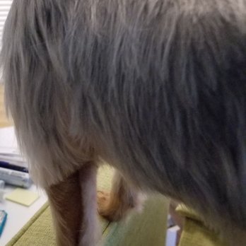 PetSmart - The other side (look at leg) - Pet Stores Near Me - Reston, Virginia PetSmart - The other side (look at leg) - Pet Stores Near Me - Reston, Virginia