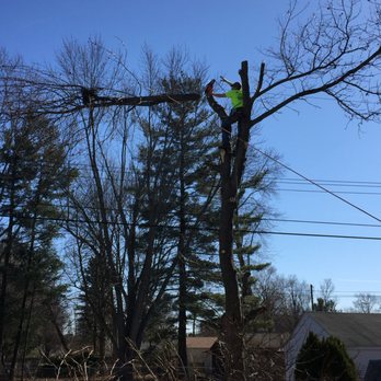 Mills Tree & Lawn Care - Tree Services Near Me - Dansville, Michigan Mills Tree & Lawn Care - Tree Services Near Me - Dansville, Michigan