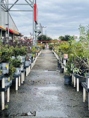 Houston Garden Center Locations Katy Tx