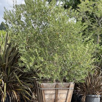 Rolling Hills Nursery - Multi Branch Olive Tree 30" box - Nurseries & Gardening Near Me - Paramount, California Rolling Hills Nursery - Multi Branch Olive Tree 30" box - Nurseries & Gardening Near Me - Paramount, California