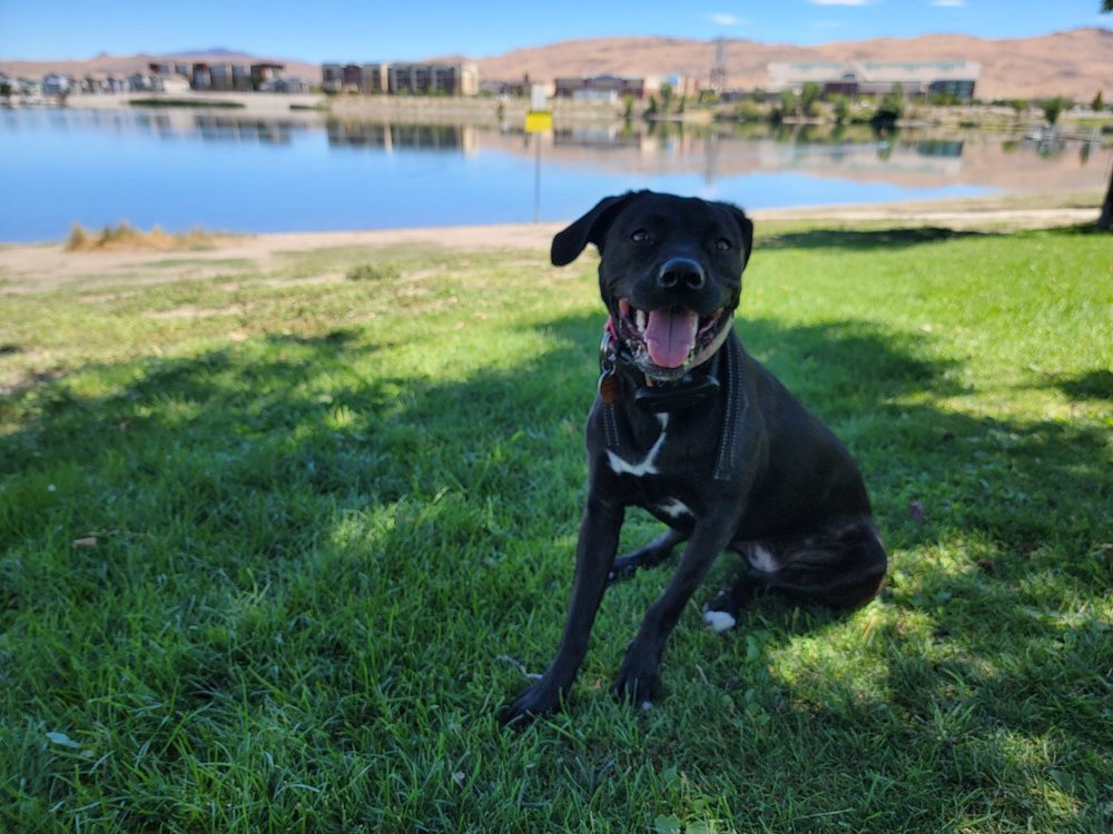SPARKS MARINA DOG PARK 16 Photos 300 Howard Dr, Sparks, Nevada