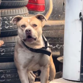Flacos Tires - dog being abused - Auto Repair Near Me - Los Angeles, California Flacos Tires - dog being abused - Auto Repair Near Me - Los Angeles, California