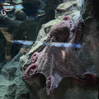 Shedd Aquarium - Aquariums Near Me - Chicago, Illinois Shedd Aquarium - Aquariums Near Me - Chicago, Illinois