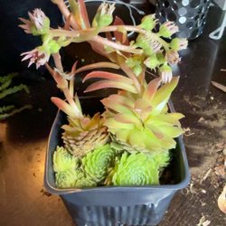 Simply Succulent