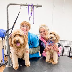 Smoochie Pooch - Best pet grooming in Plymouth