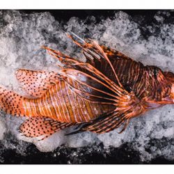 DOS - Lion Fish