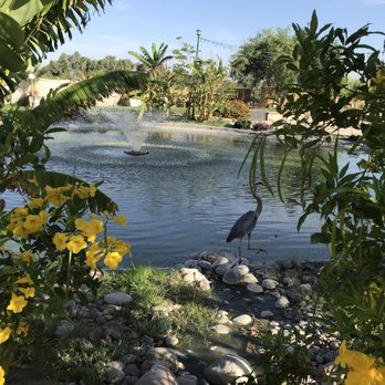 Shadow Hills RV Resort - Birds by the fountains - Campgrounds Near Me - Indio, California