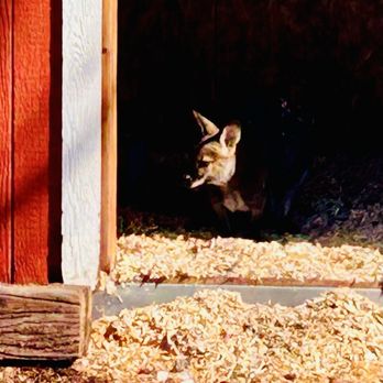 Grand Canyon Deer Farm - Zoos Near Me - Williams, Arizona Grand Canyon Deer Farm - Zoos Near Me - Williams, Arizona