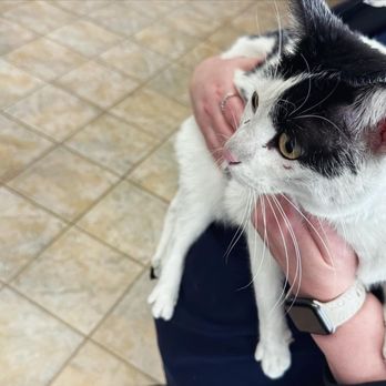 Tassajara Veterinary Clinic - Small cut on face of cat- Barley noticeable. - Veterinarians Near Me - Danville, California Tassajara Veterinary Clinic - Small cut on face of cat- Barley noticeable. - Veterinarians Near Me - Danville, California