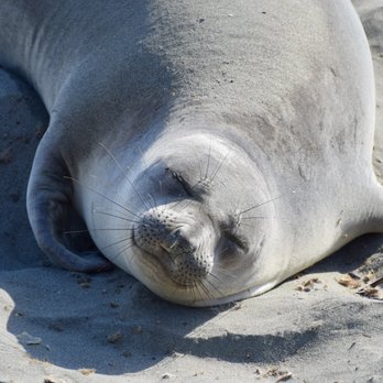 Sea Otter Inn - 152 Photos & 121 Reviews - Hotels - 6656 Moonstone