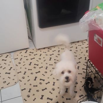 April's Furry Tail - Klaus after - Pet Groomers Near Me - Inglewood, California April's Furry Tail - Klaus after - Pet Groomers Near Me - Inglewood, California