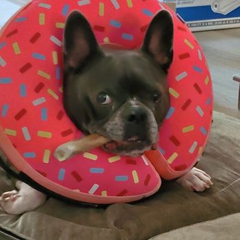 Urgent Pet Vets - Ruby Blue is much more comfortable as the DunQueen in her donut collar! - Veterinarians Near Me - Crystal River, Florida Urgent Pet Vets - Ruby Blue is much more comfortable as the DunQueen in her donut collar! - Veterinarians Near Me - Crystal River, Florida