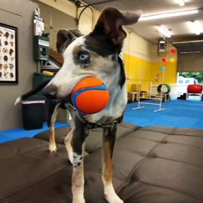 Gearhardt Indoor Dog Park