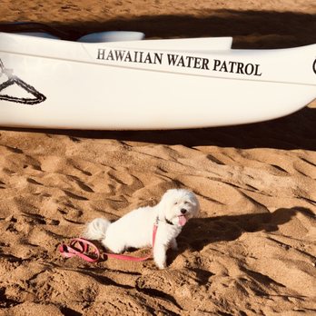 Bad Dog Good Dog - It is a beautiful morning for training at the beach with 2.5 year old maltipoo, Nalu. - Pet Training Near Me - Haleiwa, Hawaii Bad Dog Good Dog - It is a beautiful morning for training at the beach with 2.5 year old maltipoo, Nalu. - Pet Training Near Me - Haleiwa, Hawaii