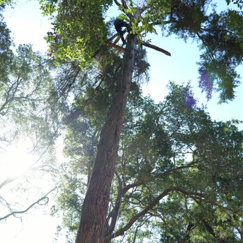 JMV Tree Service - Removing the tree via top down. - Tree Services Near Me - Hayward, California JMV Tree Service - Removing the tree via top down. - Tree Services Near Me - Hayward, California