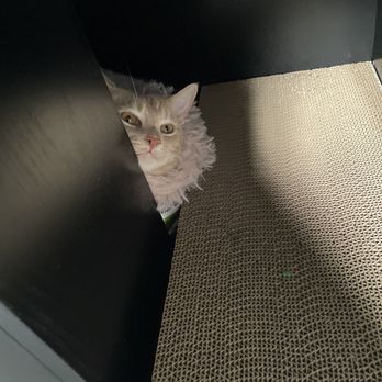 Kitty Kisses Cat Cafe - Themed Cafes Near Me - Reno, Nevada Kitty Kisses Cat Cafe - Themed Cafes Near Me - Reno, Nevada