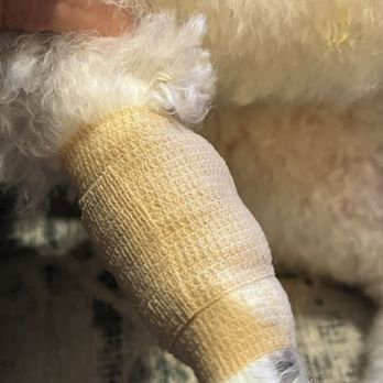 The Modern Pup - We had to go purchase first aid supplies due to the groomers neglect. :( - Pet Groomers Near Me - Redding, California The Modern Pup - We had to go purchase first aid supplies due to the groomers neglect. :( - Pet Groomers Near Me - Redding, California
