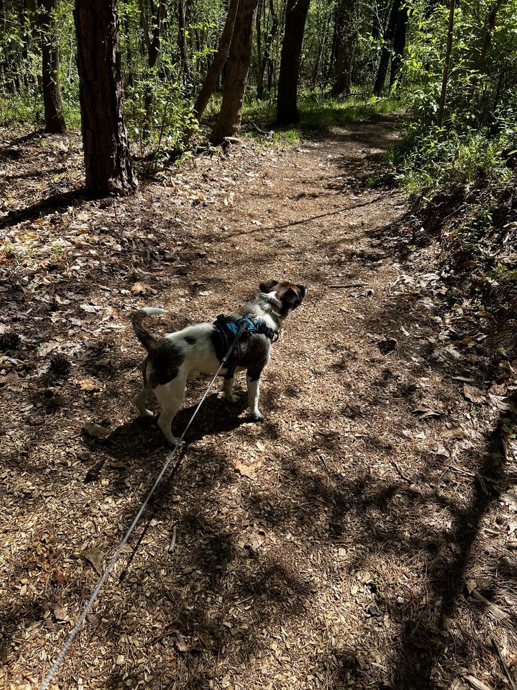 Clemmons State Forest Image