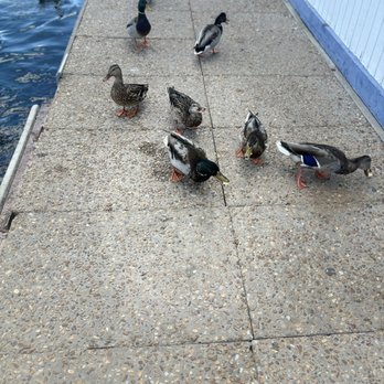 Harbor House Cafe - Ducks every where - Cafes Near Me - Boulder City, Nevada Harbor House Cafe - Ducks every where - Cafes Near Me - Boulder City, Nevada