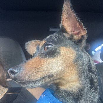 PetSmart - Mini Pin mix tired from boarding and dog camp - Pet Stores Near Me - Long Beach, California