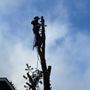 Photo of Good Feller Tree Care