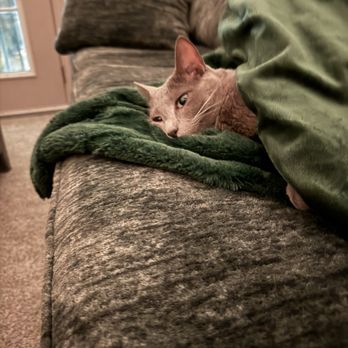Protected Petz - Boots the cat! - Pet Sitting Near Me Protected Petz - Boots the cat! - Pet Sitting Near Me