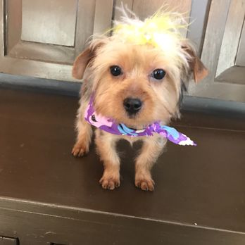 The Dandy Dog - My beautiful GiGi!! They did exactly what I asked for! - Pet Groomers Near Me - Chula Vista, California The Dandy Dog - My beautiful GiGi!! They did exactly what I asked for! - Pet Groomers Near Me - Chula Vista, California