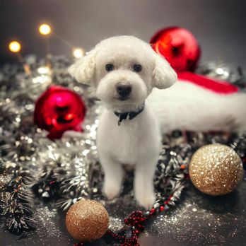 Scruffy Puppy Grooming - Pet Groomers Near Me - Lemont, Illinois Scruffy Puppy Grooming - Pet Groomers Near Me - Lemont, Illinois