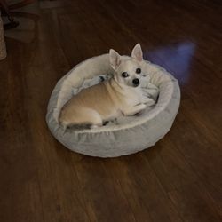 Misty's Pet Depot - My Chihuahua Nina