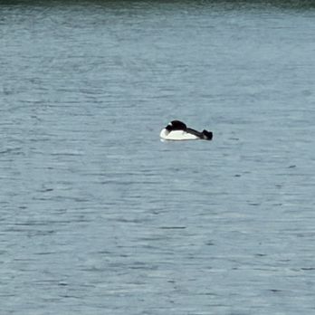 Goose Pond Trail - Common Loon - Hiking Near Me - Keene, New Hampshire Goose Pond Trail - Common Loon - Hiking Near Me - Keene, New Hampshire