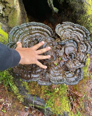 Hoh Rain Forest by null