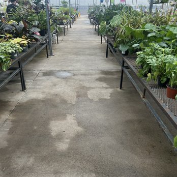 Calloway's Nursery - Nurseries & Gardening Near Me - Plano, Texas Calloway's Nursery - Nurseries & Gardening Near Me - Plano, Texas