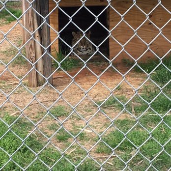 Tiger Safari - Zoos Near Me - Tuttle, Oklahoma Tiger Safari - Zoos Near Me - Tuttle, Oklahoma