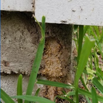 Green Services Termite & Pest Control - Pest Control Near Me Green Services Termite & Pest Control - Pest Control Near Me