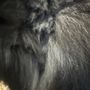 Photo of Muddy Paws
