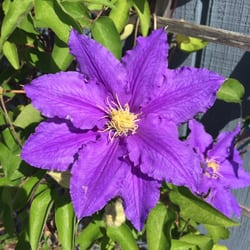 Serendipity Acres Farm Market & Greenhouse - This flower is INCREDIBLE!!!
