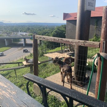 Sugar's Ribs - Backyard hillside goat pen! - Barbeque Near Me - Chattanooga, Tennessee