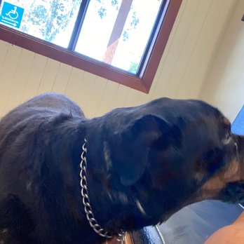 Redwood Veterinary Hospital - My 10.5 year old rotti. - Veterinarians Near Me - Vallejo, California Redwood Veterinary Hospital - My 10.5 year old rotti. - Veterinarians Near Me - Vallejo, California