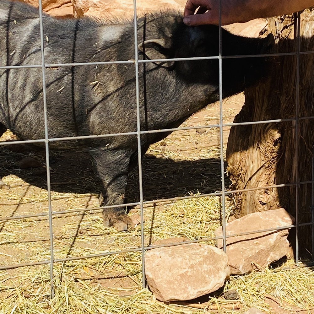 Zion Glamping Adventures - Wilber the PigVery Sweet! - Campgrounds Near Me - Hildale, Utah