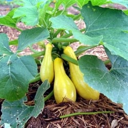 Steele Farms - Summer squash