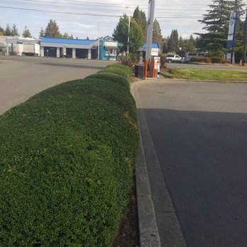 Martinez Brothers Landscaping - Look very nice the tree - Landscaping Near Me