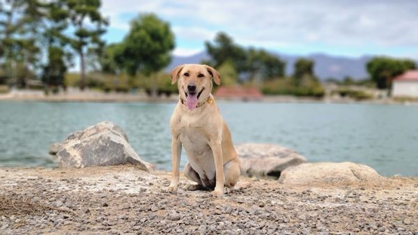 Craig Ranch Regional Park by null