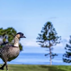 The Village Course at Waikoloa - Nenes