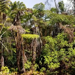 Hawaii Forest Farms - Mamaki under the hapu'u