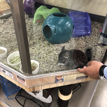 Petco - Chinchilla time! - Pet Groomers Near Me - Fresno, California Petco - Chinchilla time! - Pet Groomers Near Me - Fresno, California