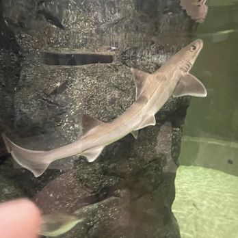 Save the Bay - Shark - Boat Tours Near Me - Newport, Rhode Island