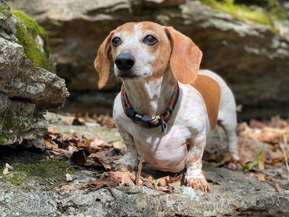 ROPE HOUNDS Updated August 2024 22 Photos 407 SW A St, Bentonville, Arkansas Pet Stores