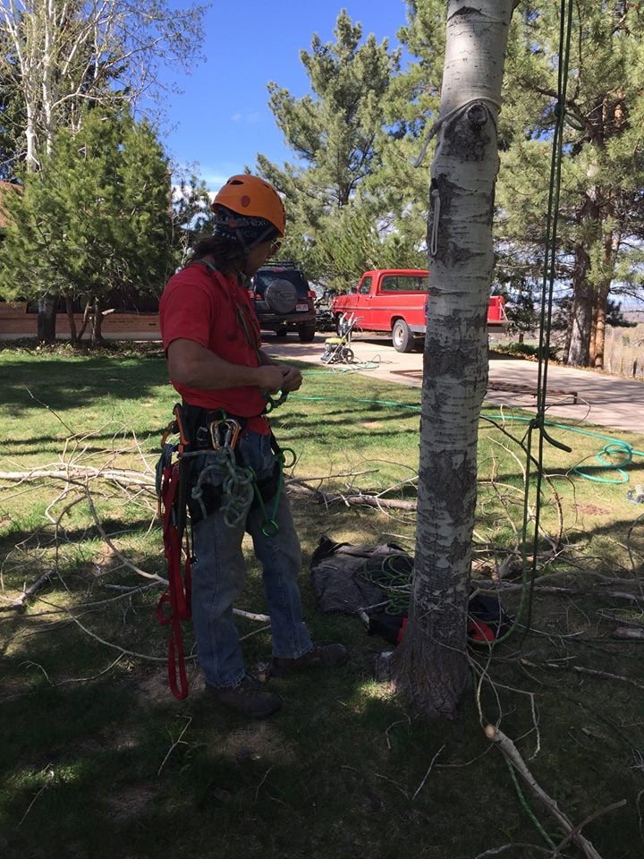 Timp Trees - tree service in Provo, UT