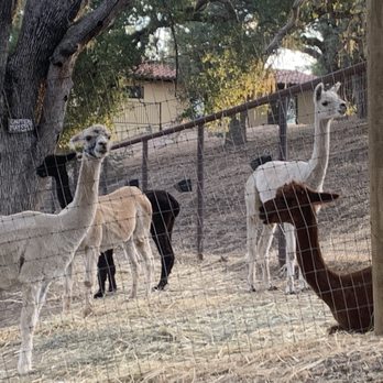 Z Ranch - Young llamas - Vacation Rentals Near Me - Templeton, California Z Ranch - Young llamas - Vacation Rentals Near Me - Templeton, California